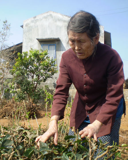 Cụ bà hiến hết đất vườn cho xã