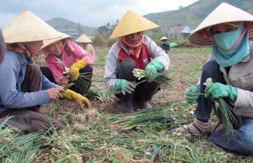 Phận nữ lao động K’Long