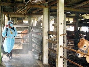 Dịch bệnh lở mồm long móng đã lan rộng ra 26 tỉnh