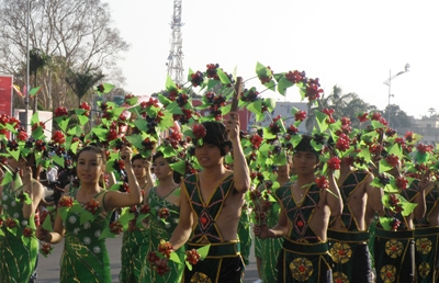 Cây cà phê.