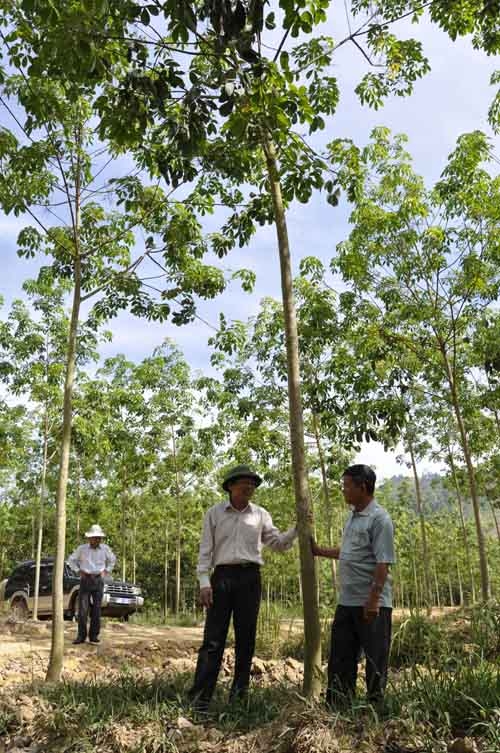 Cao su trồng sang năm thứ 4 của C.ty Đạ Tẻh đang phát triển tốt.
