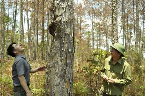 Phải phát huy tốt vai trò hệ thống chính trị để ngăn chặn và tiến tới chấm dứt tình trạng vi phạm luật BV&amp;PTR