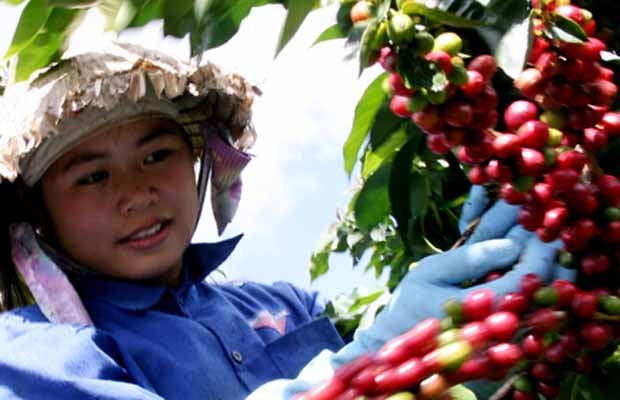 Cái lợi và bất lợi của cà phê lên giá