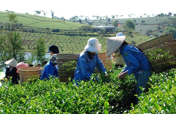 Thu hoạch chè búp ở Bảo Lộc. Ảnh Ngọc Minh