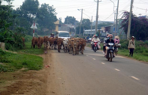 Bò đi lại nghênh ngang trên đường phố