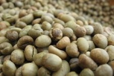 Giá cà phê bất ngờ tăng 1,6 triệu đồng/tấn