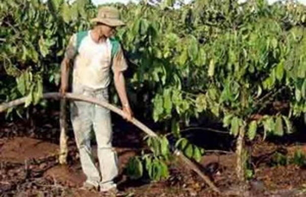 Gần 10.000ha càphê tại Đắk Lắk đang bị khô hạn