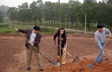 Đưa phượng tím Đà Lạt ra trồng ở Ngã ba Đồng Lộc