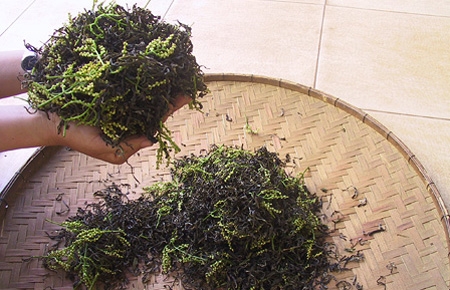Nghề trồng hoa sói ở Bảo Lộc