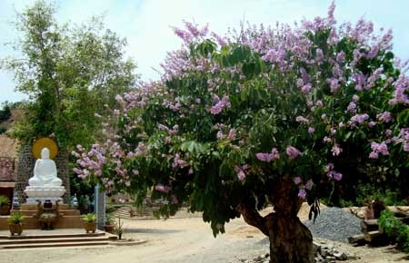 Một góc tịnh 