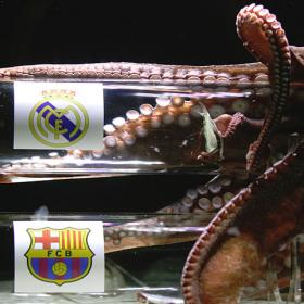 Bạch tuộc dự đoán Real vào chung kết