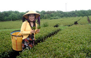 Một người “duyên nợ” với cây chè Ô Long