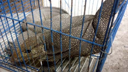 Tập kích 16 nhà hàng quán nhậu kinh doanh động vật hoang dã