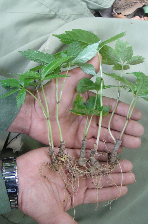 Thành công mới về nhân giống sâm vô tính