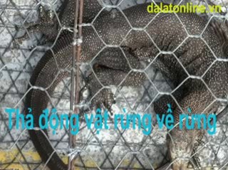 Thả 60 động vật rừng về với rừng