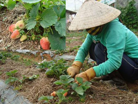Giống dâu tây sạch bệnh - Nhu cầu bức thiết