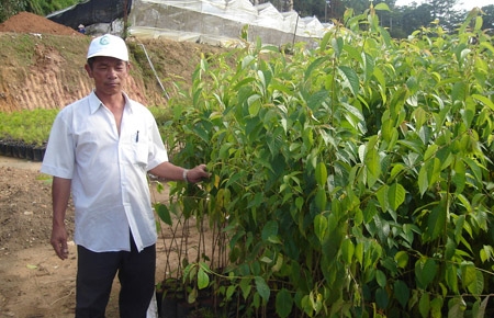 Chuyện những người nhân giống mai anh đào