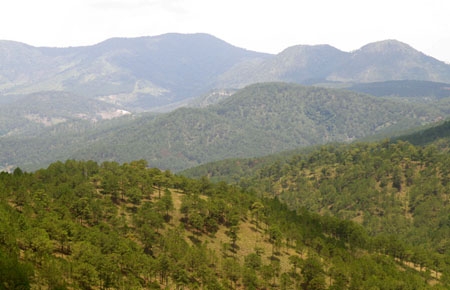 Lồng ghép REDD+ vào quy hoạch phát triển Tây Nguyên