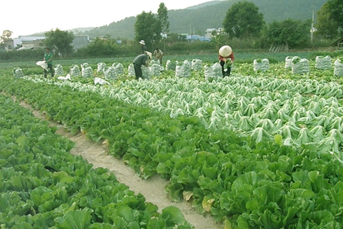 Xử lý tồn dư thuốc bảo vệ thực vật đất trồng rau