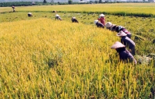 Nên sử dụng các giống lúa kháng bệnh đạo ôn
