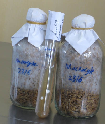 Nhân giống thành công loài nấm Macrocybe gigantea khổng lồ