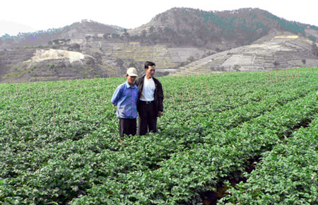 Khoai tây PO3 trong 90 ngày tại Xuân Thọ - Đà Lạt