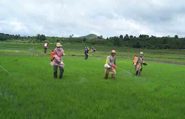 Cảnh giác hơn với dịch bệnh hại lúa
