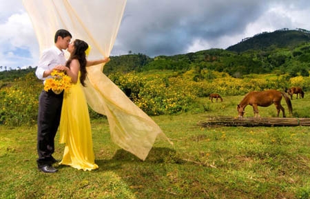 Dã quỳ nở rực rỡ trên những sườn đồi