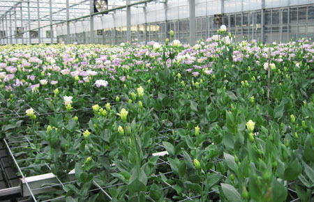 Vài suy nghĩ về trồng hoa cát tường ở Đà Lạt