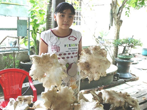 Bình Dương: Xuất hiện vườn nấm mối khổng lồ