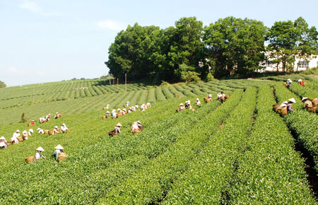 Vùng nguyên liệu chè, cà phê trù phú