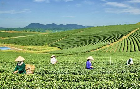 Bảo Lộc nổi tiếng với thương hiệu chè B’lao. Ảnh internet