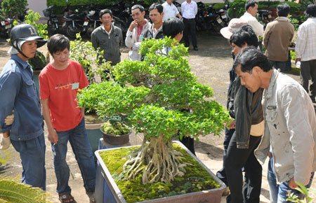 Cây kiểng của Hội SVC Di Linh
