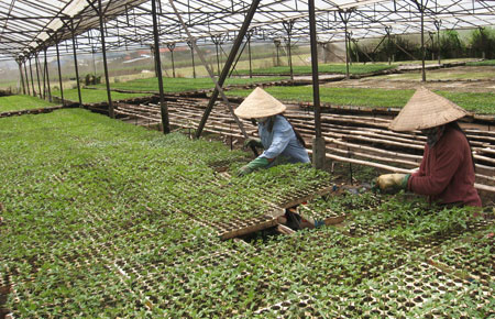 Tiếp tục chương trình nông nghiệp công nghệ cao theo hướng nào?
