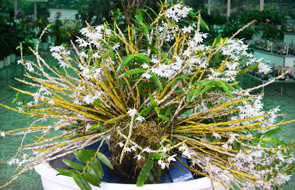 Ngắm những chậu lan đẹp nhất trong cuộc thi Bình chọn hoa lan lần thứ 12