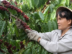 Càphê sẽ không được mùa như nước ngoài dự báo
