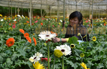 Bán vé vào “Không gian hoa đẹp” tại Đồi Cù