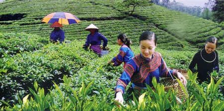 Trên đồi trà Thái Nguyên