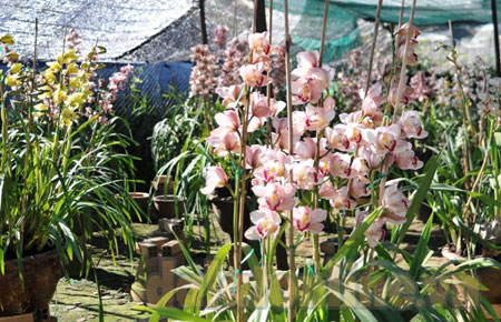 Công ty hoa từ vườn hoa nhỏ