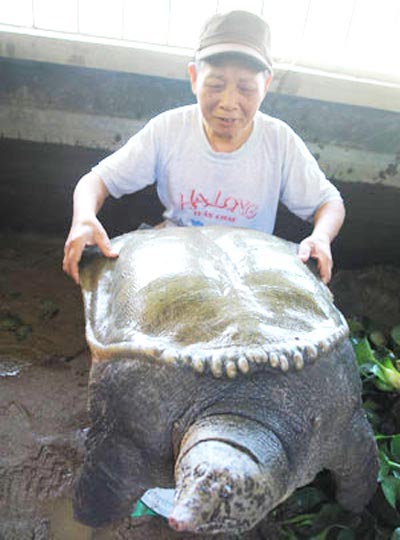 Phát hiện ba ba khổng lồ ở Tây Bắc