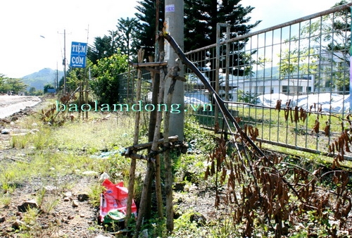 Hơn 70 cây sao đen bị chặt ngọn