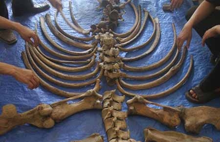 Phục dựng bộ xương tê giác Java