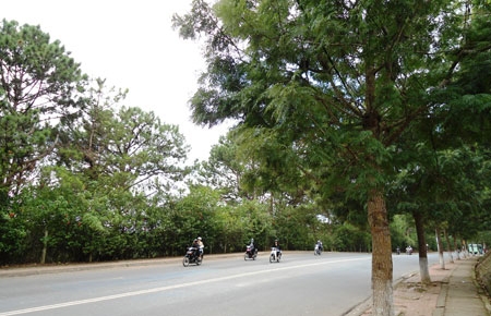 Trồng hơn 3,2 triệu cây rừng, cây phân tán