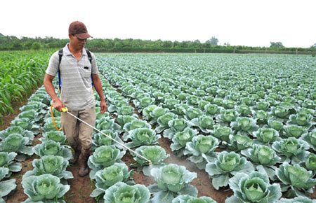 Ô nhiễm môi trường trong sản xuất nông nghiệp: Vấn đề không của riêng ai