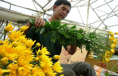 Nửa thế kỷ khẳng định một làng hoa