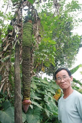 Buồng chuối “siêu” nải