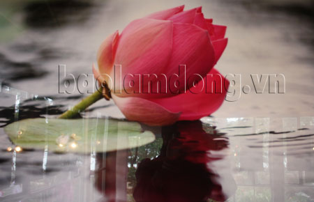 Triển lãm ảnh Hương sen Đà Lạt