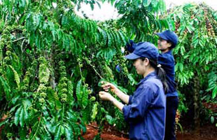 Kỹ thuật chăm sóc cà phê sau thu hoạch