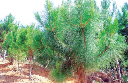 Rừng lá biếc