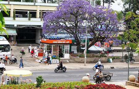 Đà Lạt - người, hoa
